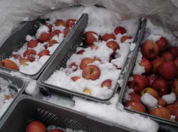 越冬の「雪中」りんご