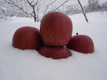 「雪中」りんご